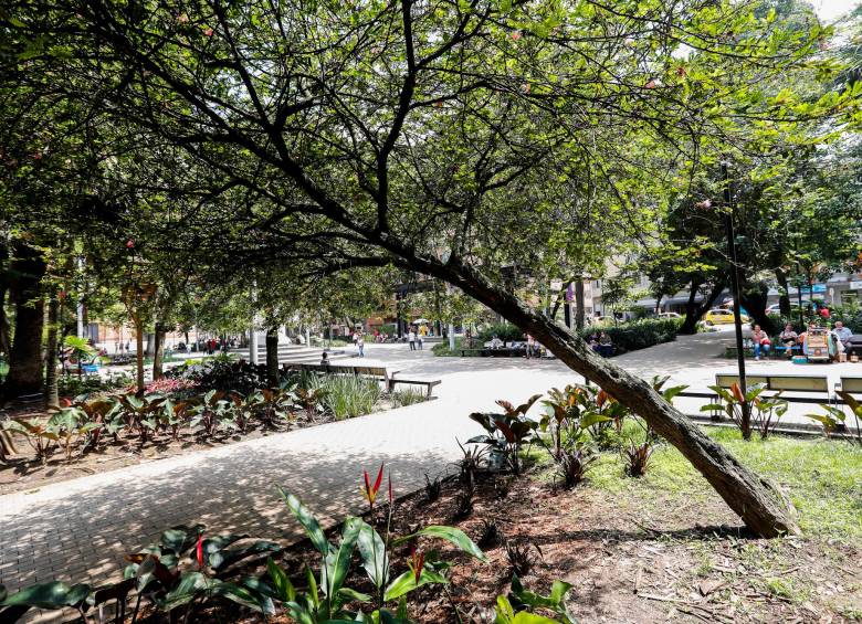 Conozca el árbol nativo de Medellín que está en vía de extinción