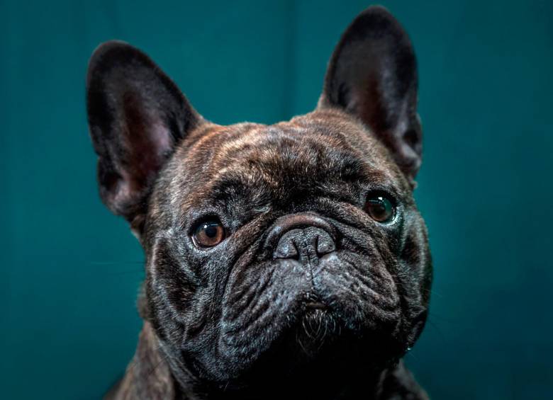 Bulldog francés. Foto Getty