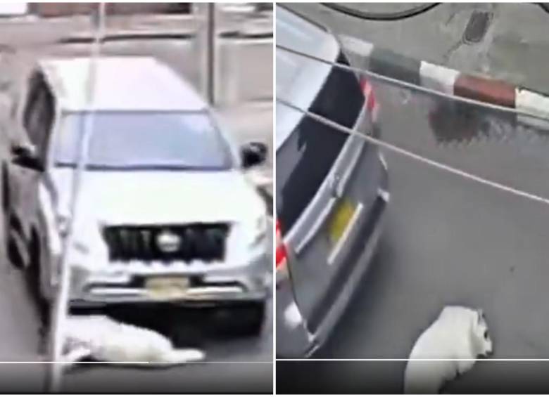 Momento en que la perrita, Kira, fue atropellada afuera de su casa. FOTO: Captura de video de redes sociales @MemoriasDTablon