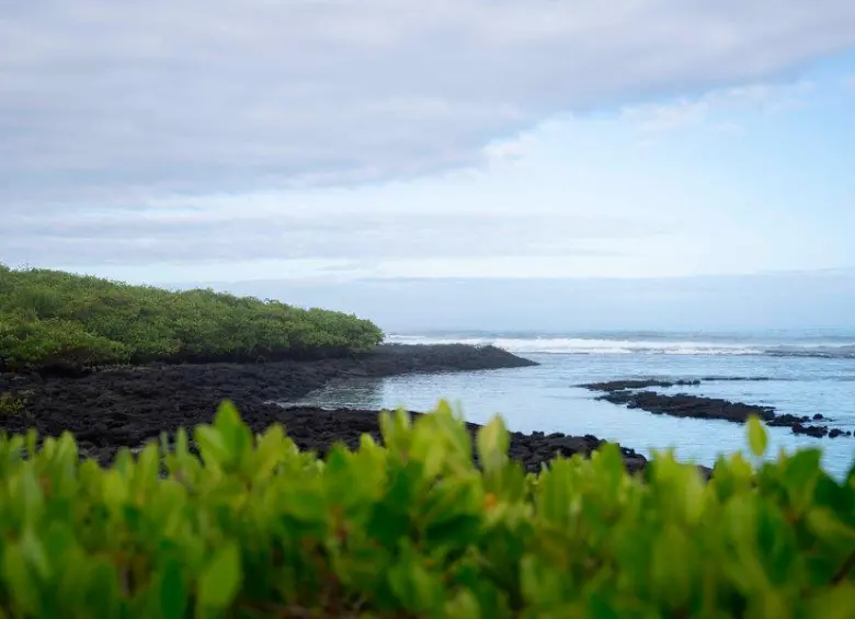 La Fundación Charles Darwin tiene su sede en Puerto Ayora, en la isla Santa Cruz, y lidera los esfuerzos científicos de conservación en el archipiélago de Galápagos. FOTO cortesía Fundación Charles Darwin