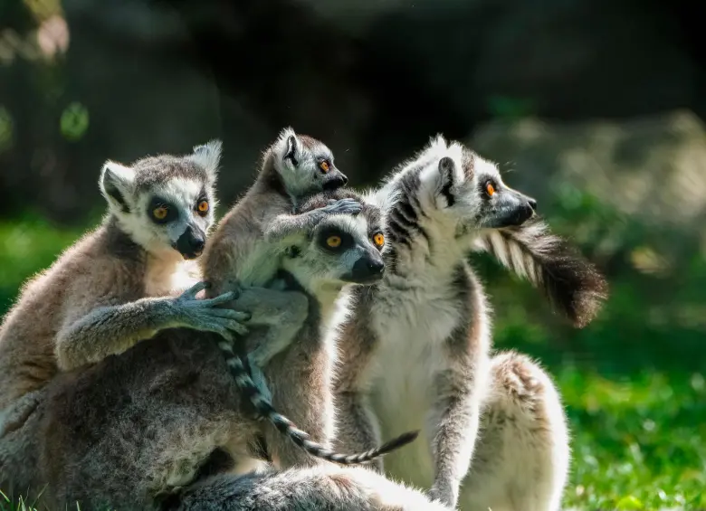 Los lémures solo habitan de forma natural en Madagascar, lo que los convierte en un grupo endémico único en el mundo. FOTO: Pixabay