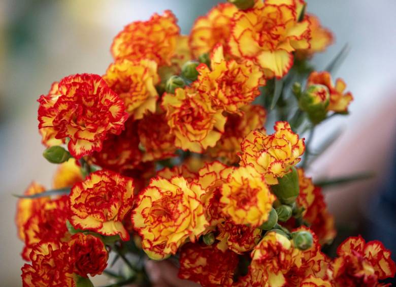 Los ClavelesOtra de las especialidades con la que los productores de flores colombianos seducen a los compradores. Este año las exportaciones superan los 169 millones de dólares. 