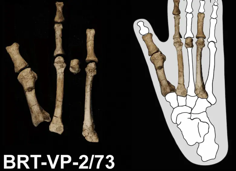 El pie de Burtele permitió reconstruir cómo se desplazaba A. deyiremeda y cómo convivió con otros homininos en el este de África hace 3,4 millones de años. FOTO: Agencia SINC