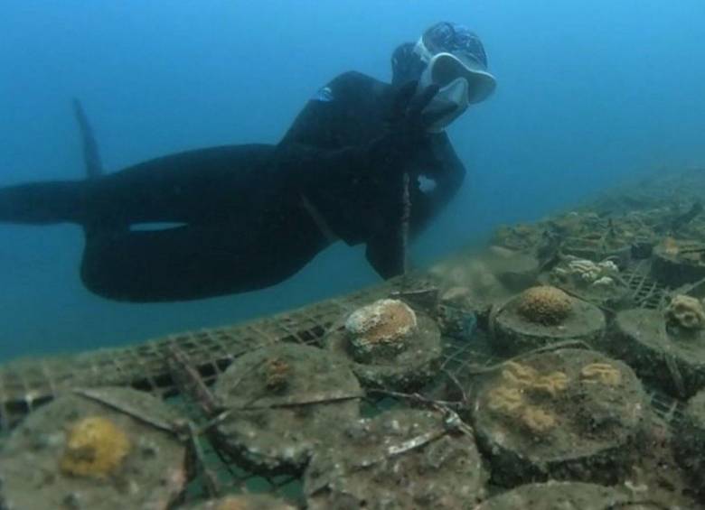 Proyecto de Coralina tiene el objeto de recuperar arrecifes enfermos. FOTO: Colprensa