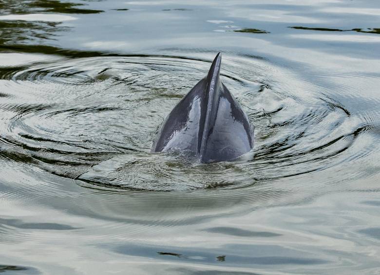 Se reportaron muertos 130 delfines rosados y 23 grises. Foto: Jaime Pérez Munévar