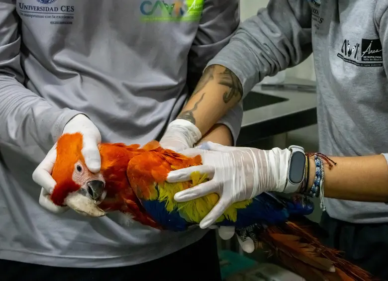 El animal permaneció suspendido a 35 metros de altura durante un tiempo considerable, amarrado de una cuerda en su pata izquierda. Tiene lesiones severas. Foto: cortesía.