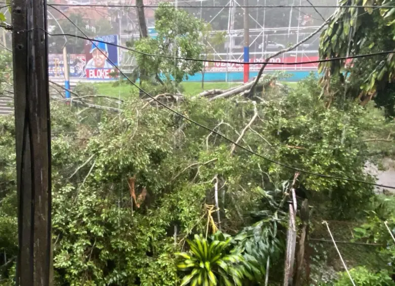 Árboles caídos en el Doce de Octubre. FOTO: Alcaldía de Medellín
