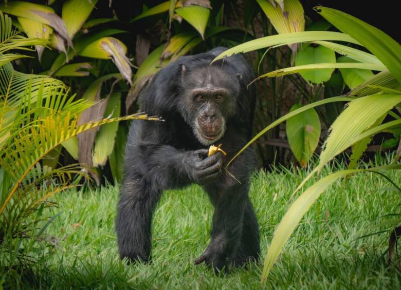 Yoko fue traslado de Pereira a Brasil, donde compartirá con otros 50 chimpancés. Foto: Suministrada a EL COLOMBIANO