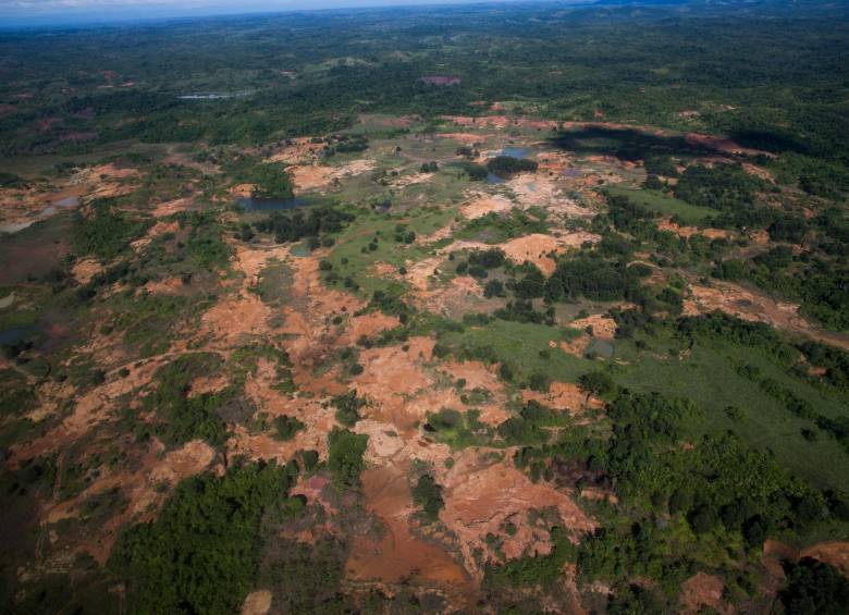Los suelos del Bajo Cauca sufren degradación extrema por la minería y la ganadería. En un megaplán por restaurar 10.000 hectáreas, la Gobernación ya restauró 460. FOTO julio césar herrera