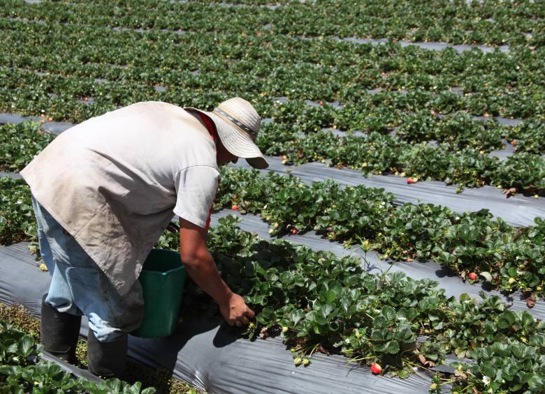 El programa comenzará a operar el próximo 7 de abril y busca facilitar el acceso a recursos para recuperar cultivos. Foto: Cortesía 