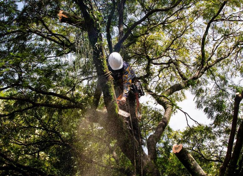 Las acacias son el sello distintivo de Provenza, su desaparición significaría borrar gran parte de la historia del barrio. FOTOS: JULIO HERRERA