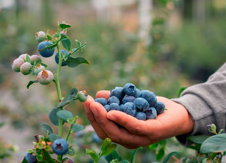 Se estima que la producción anual de arándanos se expanda un 15% este año. FOTO ASOCOLBLUE