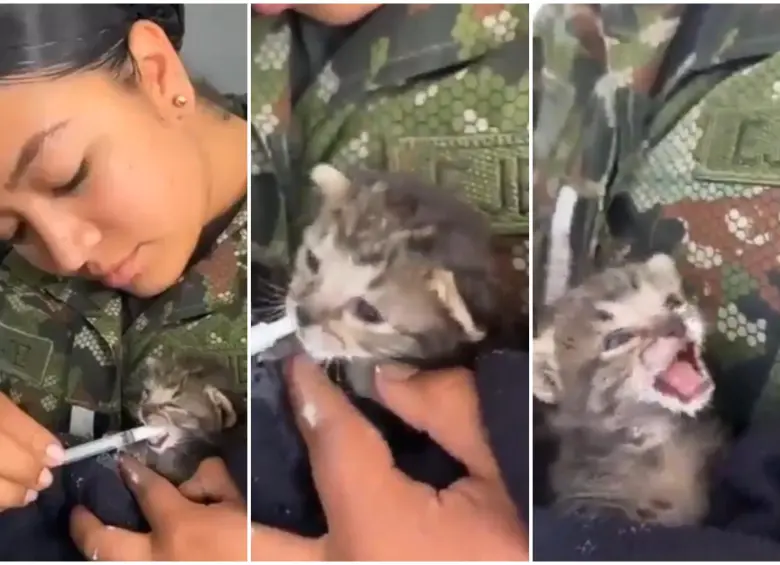 Secuencia de como la dragoneante del Ejército Nacional del Cantón Militar Caldas, ubicado en el sur de Bogotá, rescató y alimentó al gato bebé. FOTO: Captura video de redes sociales @COL_EJERCITO