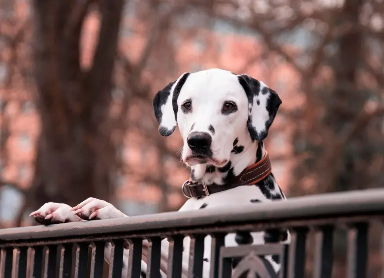 Un perro en etapa adulta durante una sesión de entrenamiento, una de las conductas analizadas por el Dog Aging Project. FOTO Pixabay