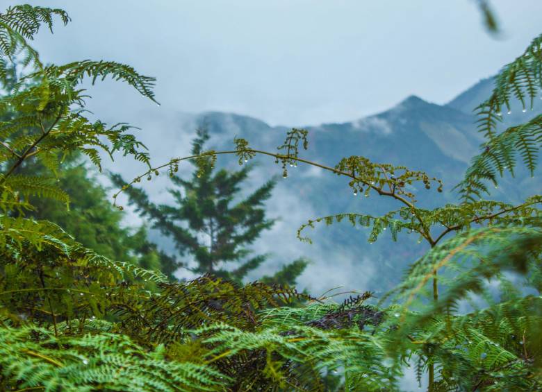Helechos de la montaña. Foto: Cristina Rodriguez. 