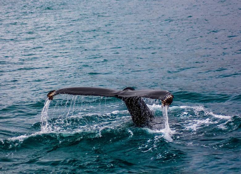 Imagen de referencia de una ballena jorobada. FOTO Freepik