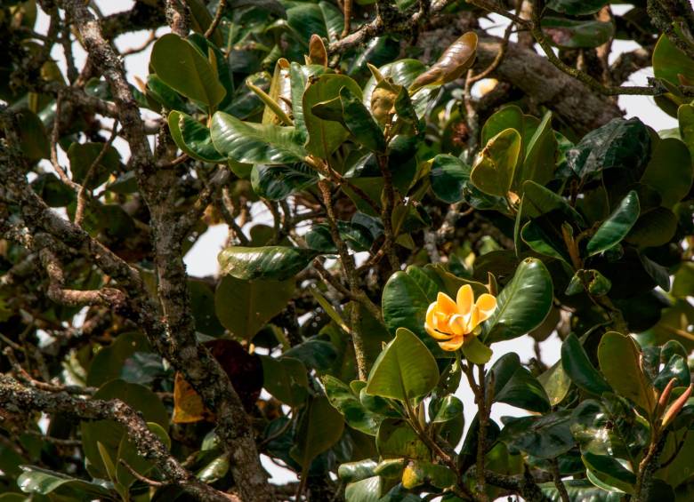 Árbol de Magnolia yarumalensis, una especie que se encuentra en peligro de extinción. Fotos: Cortesía Corporación SalvaMontes Colombia.