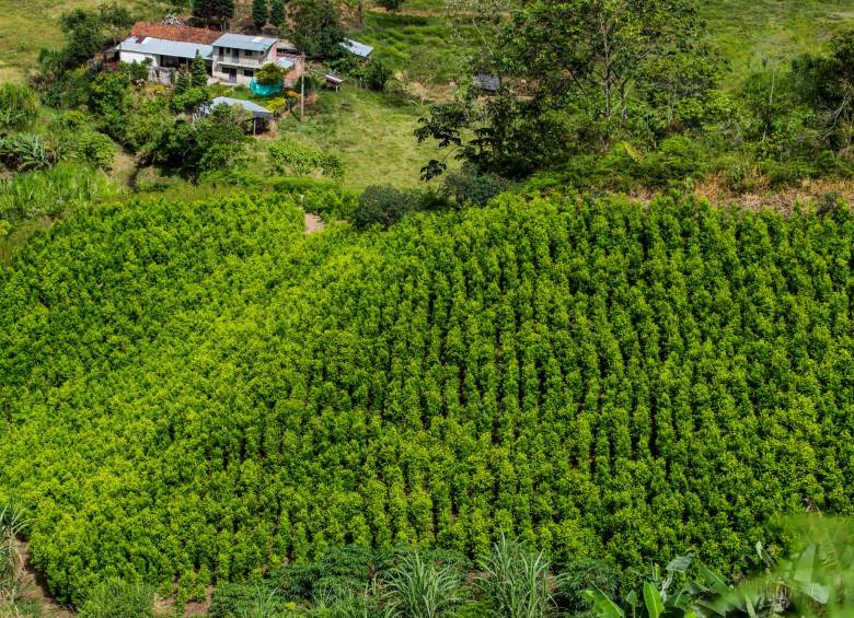 Los cultivos, como el de la foto de Norte de Santander, se traducen en una vida de ricos para narcos disfrazados de “nuevos ricos” en las ciudades, como el reciente caso de Falcon, extraditado a EE. UU