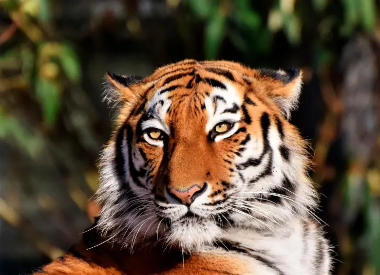 Las rayas de cada tigre son únicas, como las huellas dactilares en los humanos. FOTO: Pixabay