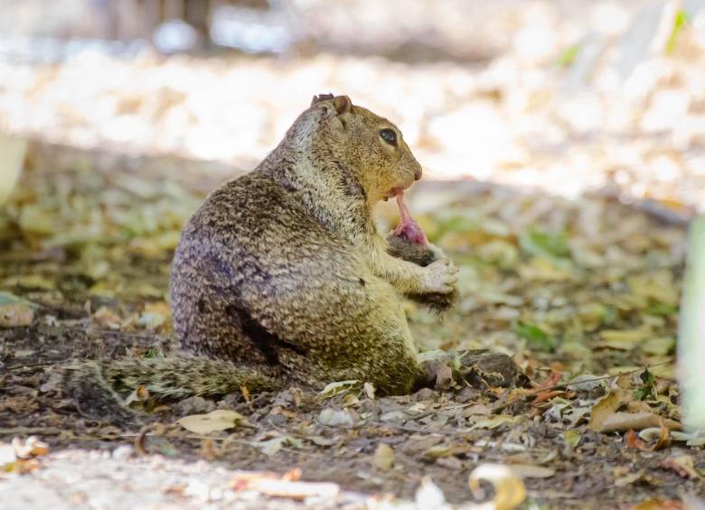 ¿Ardillas carnívoras? Un descubrimiento inesperado cambia lo que se sabía de esta especie