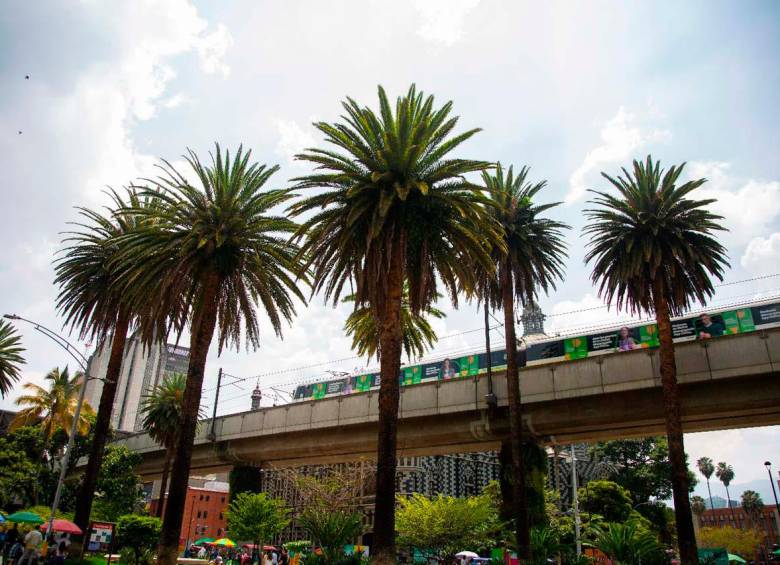 Así recuperaron dos palmeras patrimoniales maltratadas en el centro de Medellín