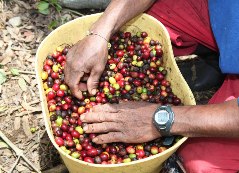 Huila, Antioquia y Tolima, los tres principales productores del país, afrontan este nuevo ciclo con alertas en distintas zonas. Foto: Julio Herrera