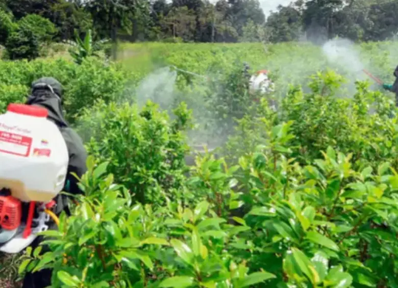 Campo de hoja de coca. FOTO: AFP