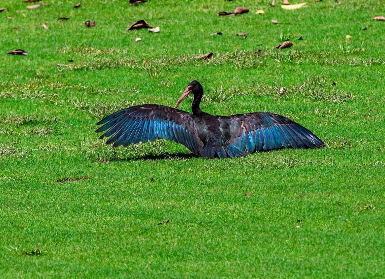 De cerca se advierte que su color no es negro absoluto: tienen visos turquesa, entre verdes y azules, que se tornasolan con el movimiento. FOTO JAIME PÉREZ.