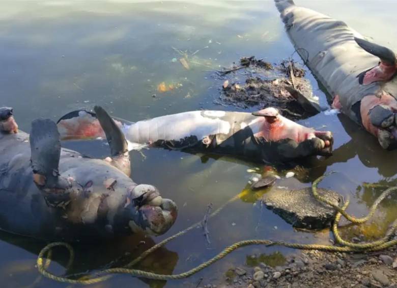 Alerta en Barrancabermeja por la muerte de cuatro manatíes en los caños San Silvestre y El Rosario. Eran dos hembras y dos machos. Foto: Fedepesan
