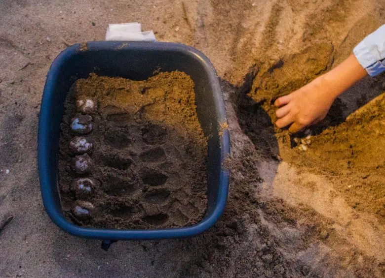 Recolección de huevos de tortuga. Foto: Cristina Rodriguez. 