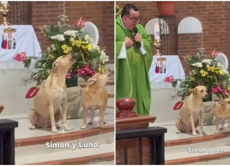 Momento en que los perritos Simón y Luna comenzaron a “cantar” las alabanzas junto al padre Carlos Mario Peña Lopera. FOTO: Captura de video de redes sociales @padrecarlosmariobendito
