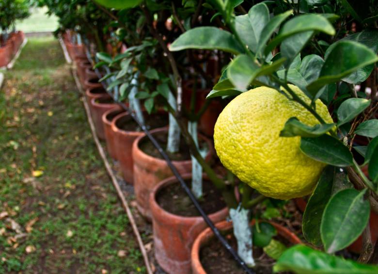 Agrosavia producirá un controlador biológico para afrontar el HLB, la enfermedad que amenaza los cultivos de cítricos en Colombia. FOTO cortesía