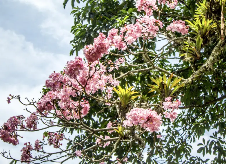 Guayacan rosado. Foto: Cristina Rodríguez.