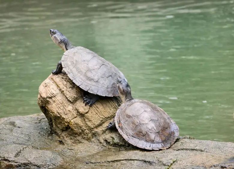 La liberación de tortugas de río es una de las actividades más atractivas del nuevo turismo en Puerto Triunfo. Para hacerlo debe ir hasta el corregimiento de Estación Cocorná. FOTO Cortesía