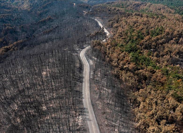 En Evros es donde más se han visto afectados por los incendios. El gobierno de Grecia ofreció subisidios a los campesinos y ganaderos para que recuperen lo que las llamas les quitó en dos semanas. FOTO GETTY