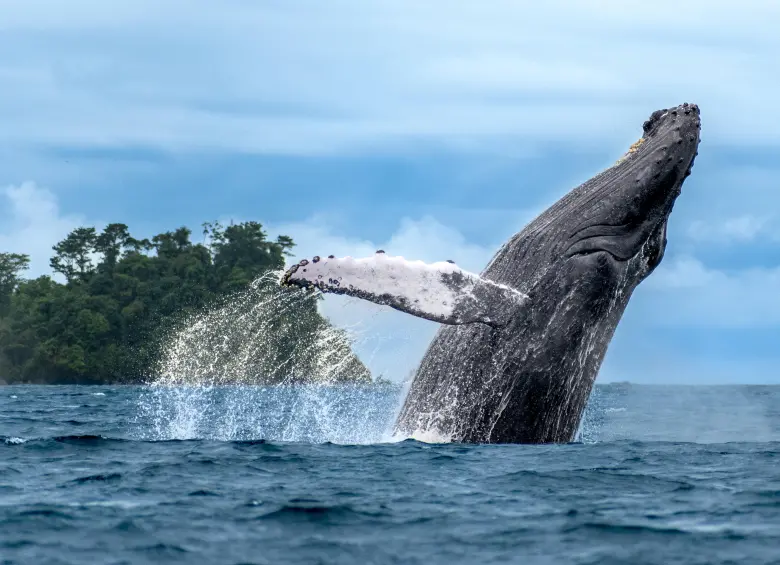 El paisa que recorre el mundo al ritmo del canto de las ballenas jorobadas