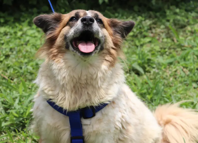 Perro del Centro de bienestar animal La Perla. FOTO Cortesía Secretaría de Medio Ambiente de Medellín.
