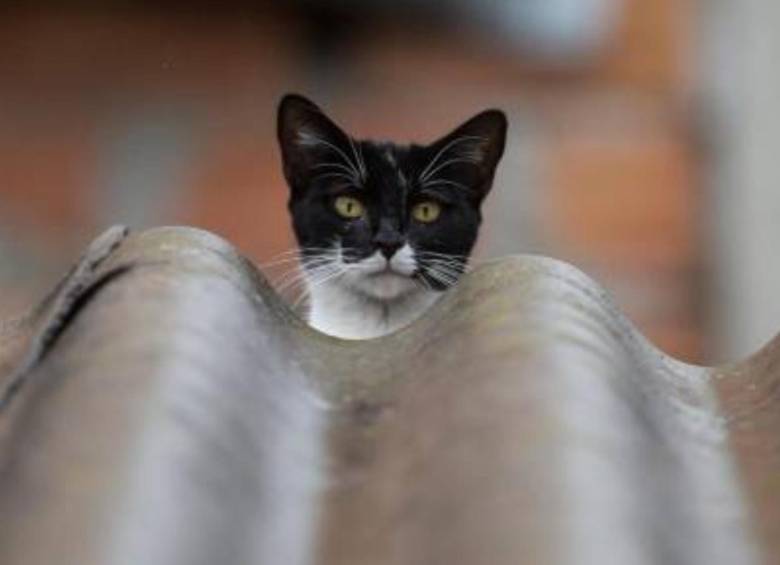 Polonia es el primer país en registrar un “gran número” de gatos infectados por la gripe aviar. FOTO: Archivo EL COLOMBIANO
