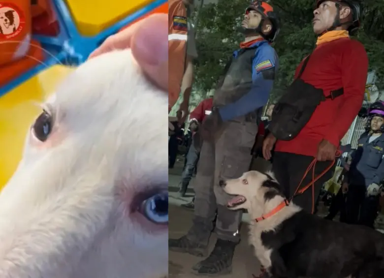 La ayuda llega desde todos los lados. Tsunami, un perro rescatista, trabaja sin descanso para salvar vidas en Caracas desde el miércoles. Foto: Redes sociales @Perros Extremos