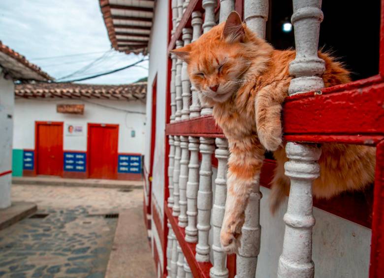 Un gato con acné. Foto Juan Antonio Sánchez