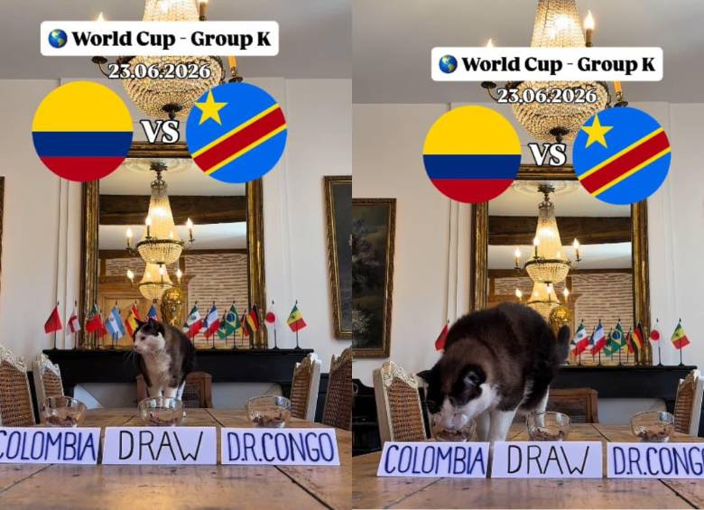 Nimbus Pronos, conocido como el “gato predictor”, se ha vuelto viral por sus pronósticos sobre partidos de fútbol y eventos deportivos. Captura de pantalla vía nimbus_pronos en Instragram.