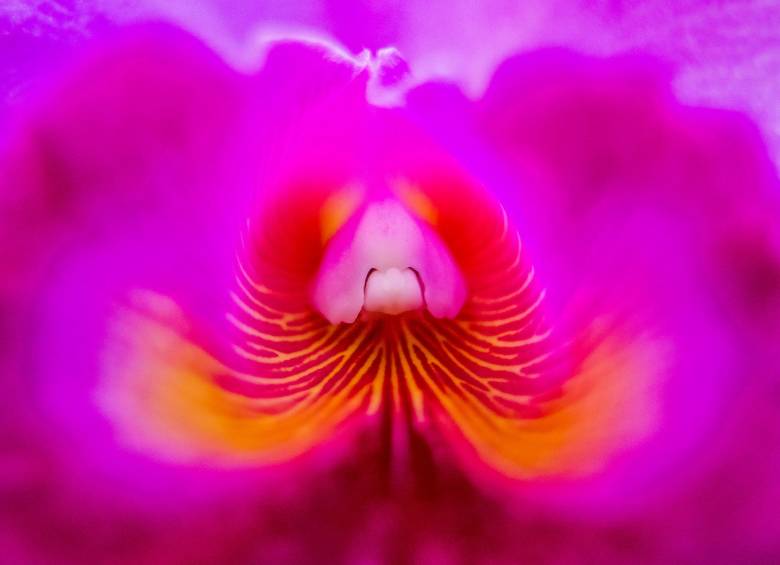 Este año Orquídeas, Pájaros y Flores será diferente