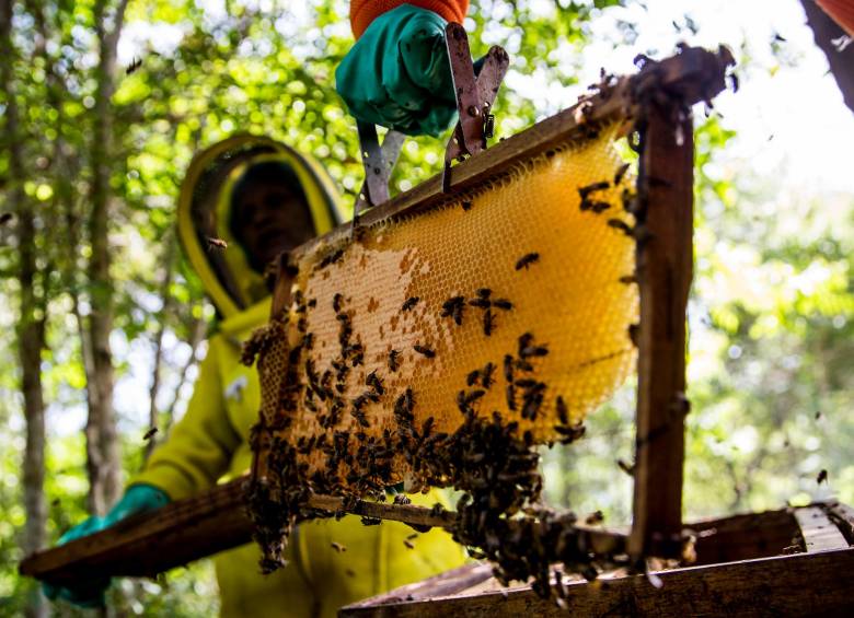 Miel adulterada o ‘sirope’, lo que más perjudica al sector apícola colombiano