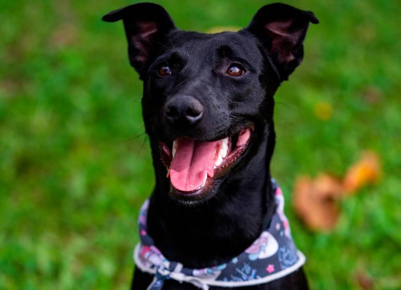 Tinta, nuestra perrita periodista, los invita a que le cambien la vida a un negrito peludo, que les agradecerá con amor y lealtad. FOTO: CAMILO SUÁREZ