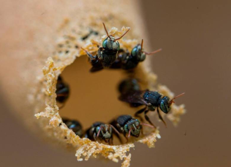 Estos insectos permiten que un tercio de los alimentos que consumen los humanos estén disponibles. Imagen en el apiario de Miel Samaná en San Luis, Antioquia. Foto: Esteban Vanegas