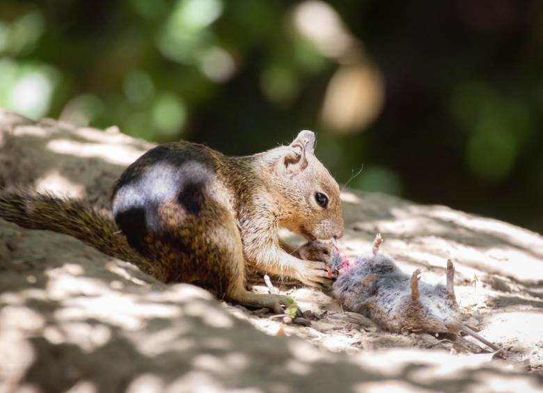 ¿Ardillas carnívoras? Un descubrimiento inesperado cambia lo que se sabía de esta especie