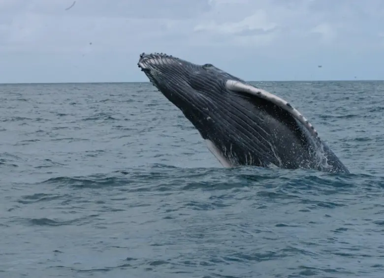 Una ballena emerge en aguas del Pacífico durante la temporada de avistamiento. Foto: Colprensa