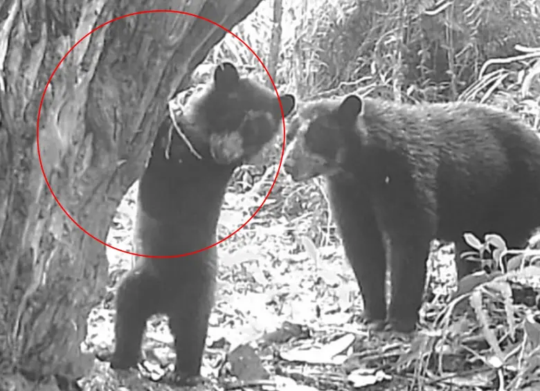 El vínculo entre una osa de anteojos y su cría quedó registrado en uno de los momentos más valiosos para el monitoreo de la fauna silvestre. Foto: Cortesía CAM