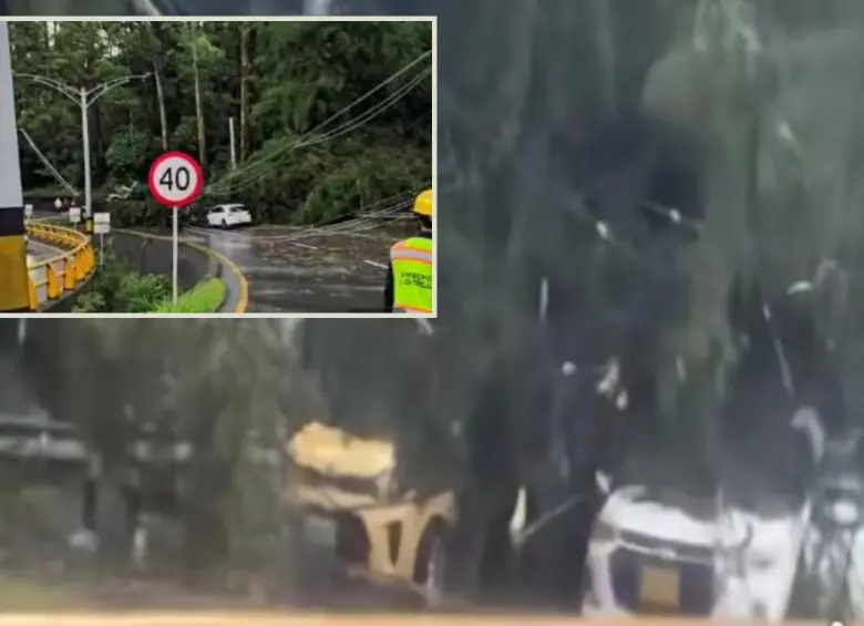 Los árboles cayeron sobre por lo menos cuatro automotores. FOTO: imagen tomada de redes.