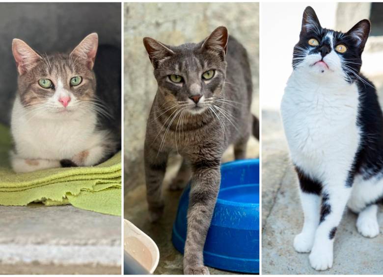 Gran jornada de adopción de perros y gatos en Viva Envigado, ¡no se la pierda! 